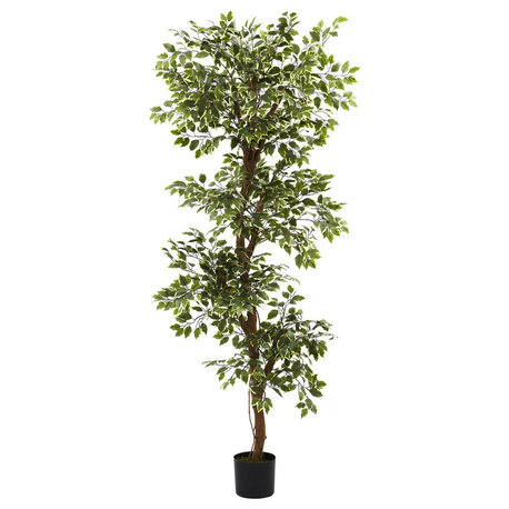 6' Variegated Ficus Tree
