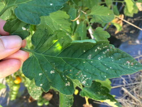 Little White Spots On Plant Leaves