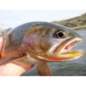 Jeff Dowd's photo