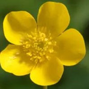 Lisa Brown's photo