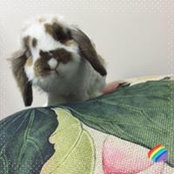 Janus Lee's photo