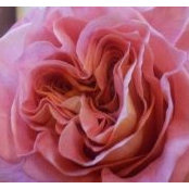 Foto von Lisa Bridgewaters