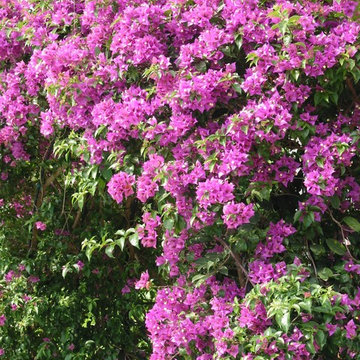 Miscellaneous Gardens and Pretty Things