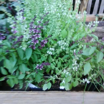 Plants for sell