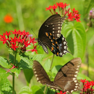 Miami Landscape Design Ideas