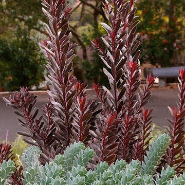 Drought adaptive plantscape