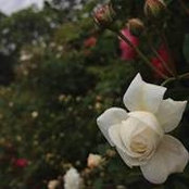 Shannon Brown's photo