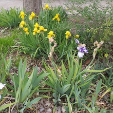 Flowers from my garden