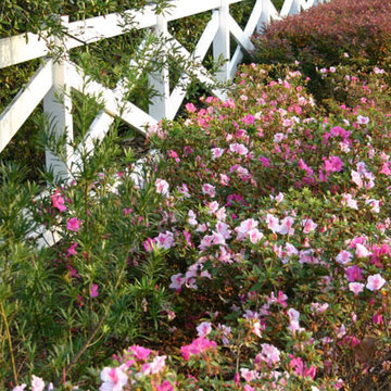 Encore Azalea Landscape