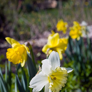 Northbrook, IL Spring Garden