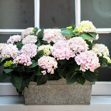Window boxes
