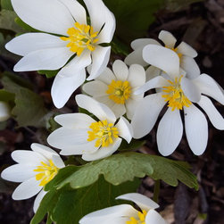 Perennials - Blood Root - Products