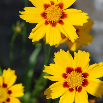 Petals