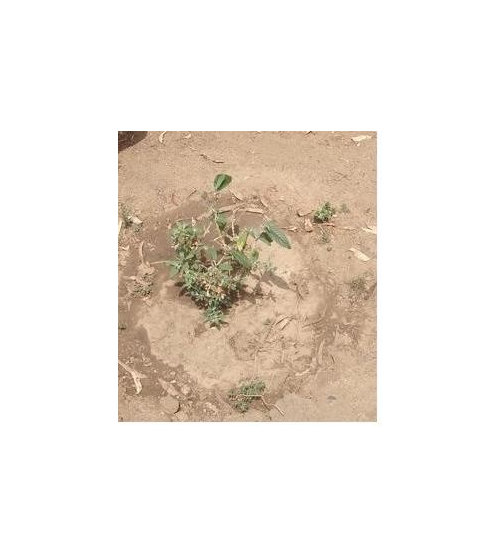 What's eating my butterfly bush