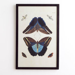 Butterfly Wall Art - Skipper - Artwork