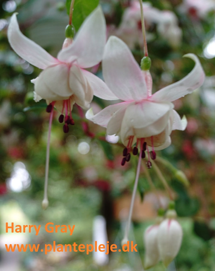 Fuchsia liste 2020 (her ses fotos af en mindre del af de fuchsia vi producere)
