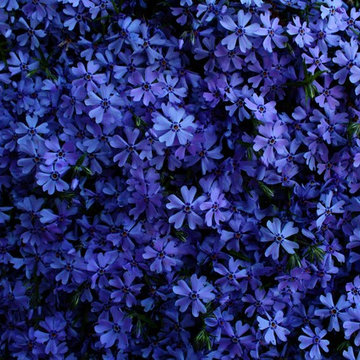 Perennials, shrubs and other ideas