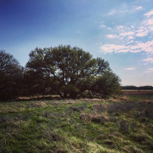 Copperhead Grove