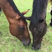 Meghan Abbott's photo