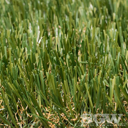 Everglade Fescue Light - Products
