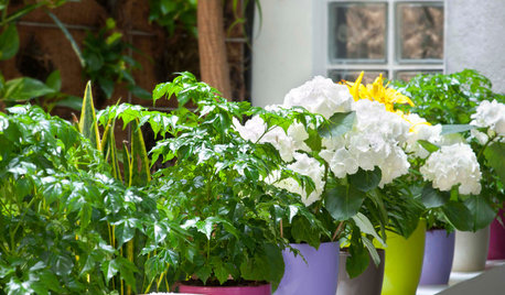 Try This Shortcut to Extra Garden Colour