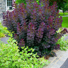 Landscaping ideas