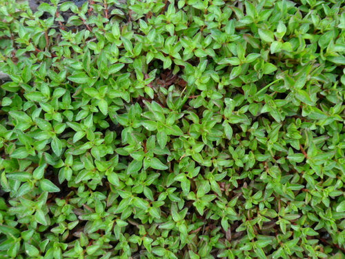 Wet Volunteer Ground Cover, Ground Cover For Wet Areas