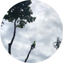 American Arbor LLC