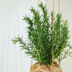 Rosemary kokedama - Products