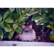 Cat Quicat's photo
