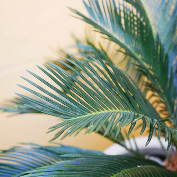 Oasis