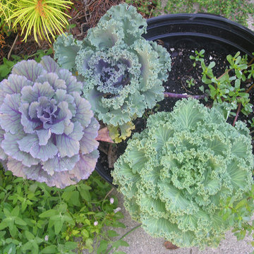 Container plantings and Edible container plantings | Artistry Landscaping Design