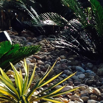 Desert garden