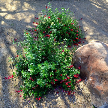 Southwestern Plants