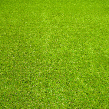 Front & Backyard Family Garden