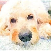 Foto de Brenda Quick