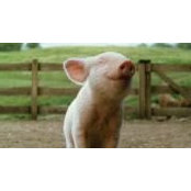 Jackie Snyder's photo
