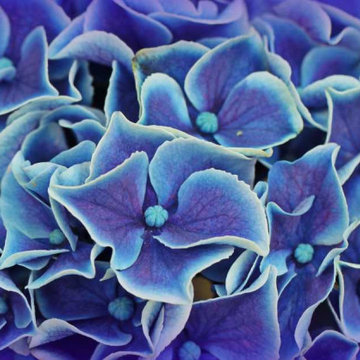 In 2020, blue plants continue to be the most sought after hue in the garden.