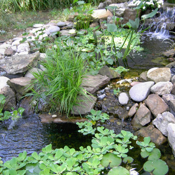 Backyard Ponds