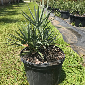 Silver Saw Palmetto - 7 Gallons