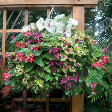 Hanging Baskets