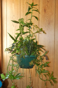 crassula ovata jade plant Crassula ovata (Jade Plant)