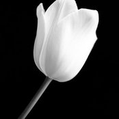 Sharon Dorion's photo