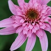 Donna Owen's photo