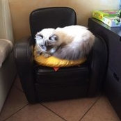 Alessandra Mattei's photo