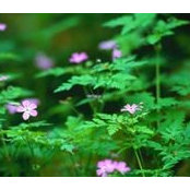 Shari Kassan's photo