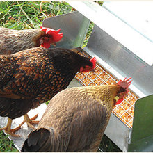 Chickens