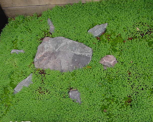 Modern Japanese Garden at Design Studio