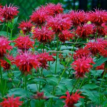 Gardening ideas