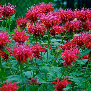 Bee Balm in the Garden